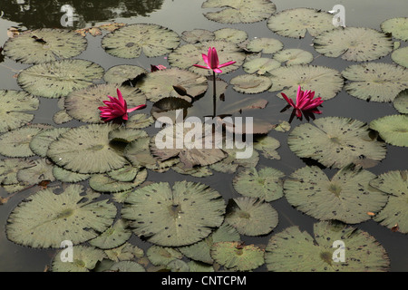 Lotus in Bogor botanische Gärten, West-Java, Indonesien. Stockfoto