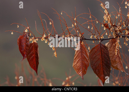 Japanischer Staudenknöterich (Fallopia Japonica, Reynoutria Japonica), gefrorene Zweig mit Früchten, Deutschland, Rheinland-Pfalz Stockfoto