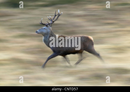 Rothirsch (Cervus Elaphus), laufen Hirsch, Großbritannien, Schottland, Highlands, Sutherland Stockfoto