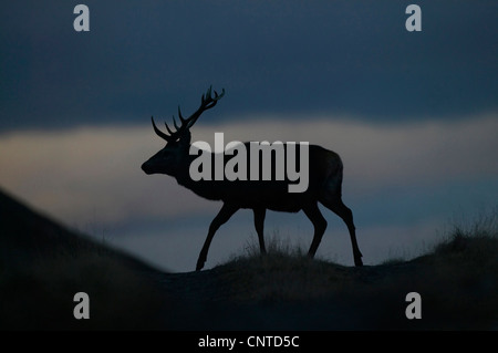 Rothirsch (Cervus Elaphus), die Silhouette eines Hirsches auf einem Bergrücken bei Dämmerung, Großbritannien, Schottland, Alladale Wildnis-Reserve Stockfoto