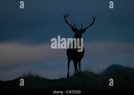 Rothirsch (Cervus Elaphus), die Silhouette eines Hirsches auf einem Bergrücken bei Dämmerung, Großbritannien, Schottland, Alladale Wildnis-Reserve Stockfoto