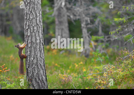 Europäische Eichhörnchen, eurasische rote Eichhörnchen (Sciurus Vulgaris), Klettern auf einem Baumstamm in einem boreal Kiefernwald, Norwegen, Nord-Tröndelag Stockfoto