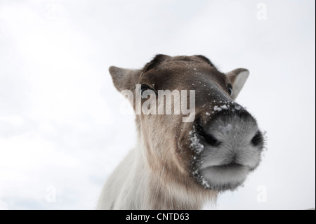 Europäische Rentier, europäische Karibu (Rangifer Tarandus Tarandus), perspektivisch verzerrt Nahaufnahme Portrait von weiblich, Großbritannien, Schottland, Cairngorm National Park Stockfoto