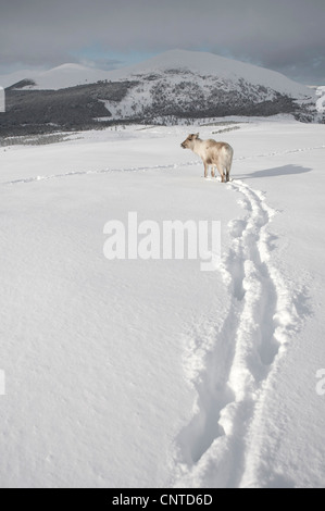 Europäische Rentier, europäische Karibu (Rangifer Tarandus Tarandus) Kuh im Winter Landschaft, Großbritannien, Schottland, Cairngorm National Park Stockfoto