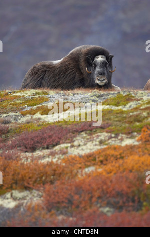 Moschusochsen (Ovibos Moschatus), Kuh im herbstlichen Tundra-Landschaft, Norwegen Dovrefjell Nationalpark Stockfoto