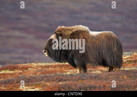 Moschusochsen (Ovibos Moschatus), erwachsener Mann stehend auf herbstliche Tundra, Norwegen Dovrefjell Nationalpark Stockfoto