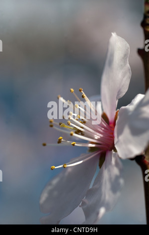 Mandelblüte (Prunus Dulcis) Stockfoto