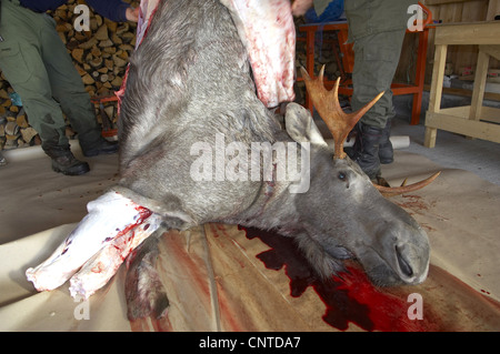 Elch, Europäischen Elch (Alces Alces Alces), Tier gejagt und an die Dachbalken einer Garage aufgehängt wird gehäutet und geschlachtet, Norwegen, Nord-Tröndelag, Flatanger Stockfoto