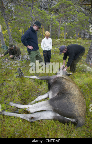 Elch, Europäischen Elch (Alces Alces Alces), Tier gejagt wird von Jägern an einer Lichtung während der jährlichen Elch-Jagd im September, Ausweiden Norwegen, Nord-Tröndelag, Flatanger Stockfoto