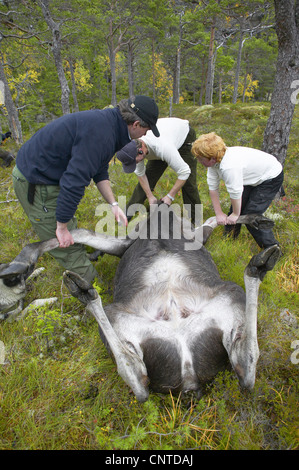 Elch, Europäischen Elch (Alces Alces Alces), Tier gejagt wird von Jägern an einer Lichtung während der jährlichen Elch-Jagd im September, Ausweiden Norwegen, Nord-Tröndelag, Flatanger Stockfoto