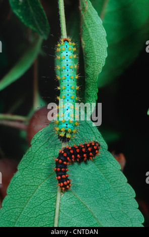 Riesige Pfau Motte (Saturnia Pyri), sitzt auf einem Blatt, Deutschland Stockfoto