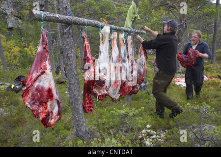 Elch, Europäischen Elch (Alces Alces Alces), Jäger in den Wald, die Stücke von einen Schuss und geschlachteten Tier zwischen Bäumen, Norwegen, Nord-Tröndelag, Flatanger aufhängen Stockfoto