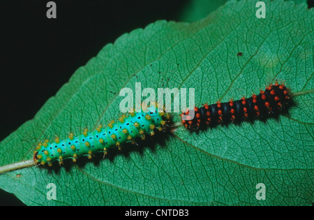 Riesige Pfau Motte (Saturnia Pyri), sitzt auf einem Blatt, Deutschland Stockfoto