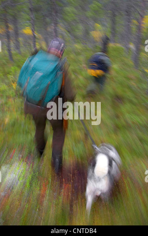 Elch, Europäischen Elch (Alces Alces Alces), Jäger mit einem Hund zu Fuß durch den Wald während der jährlichen Elch-Jagd im September, Norwegen, Nord-Tröndelag, Flatanger Stockfoto