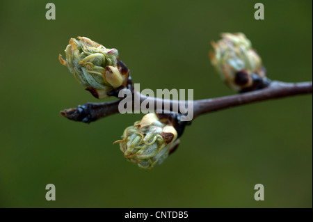 anschwellende Knospen auf Birne Baum Doyenne du Commice im Frühjahr (Pyrus Communis) Stockfoto