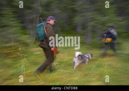 Elch, Europäischen Elch (Alces Alces Alces), Jäger mit einem Hund zu Fuß an einer Lichtung während der jährlichen Elch-Jagd im September, Norwegen, Nord-Tröndelag, Flatanger Stockfoto