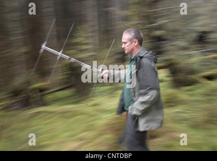 Europäischen Baummarder (Martes Martes), Conservation Officer Radio-Tracking ein Tier, Großbritannien, Schottland, Trossachs Wälder Bezirk Stockfoto