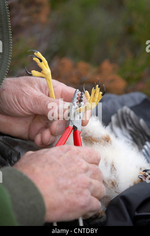 Kornweihe (Circus Cyaneus), Ornithologe Klingeln Küken auf dem Nest, Großbritannien, Schottland, Sutherland Stockfoto