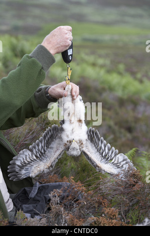 Kornweihe (Circus Cyaneus), Ornithologe, klingeln, wiegen und Messen Küken auf dem Nest, Großbritannien, Schottland, Sutherland Stockfoto