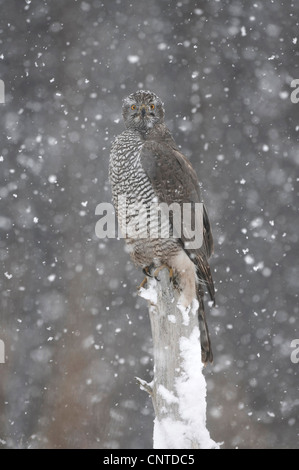 nördlichen Habicht (Accipiter Gentilis), weibliche Erwachsene sitzen auf einem Pfosten in fallenden Schnee, Cairngorm National Park Stockfoto