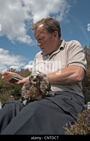 Kornweihe (Circus Cyaneus), ist das Ergebnis vom wiegen und messen, Großbritannien, Schottland, Sutherland Ornithologen am Nest mit einem Küken in seinem Schoß feststellend. Stockfoto