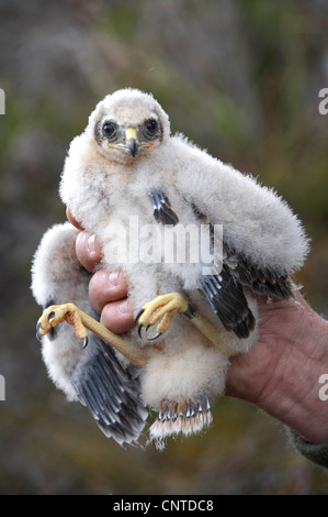 Kornweihe (Circus Cyaneus), Hand des Ornithologen im Nest halten eine Küken nur mit worden beringt, gewogen und gemessen, Großbritannien, Schottland, Sutherland Stockfoto