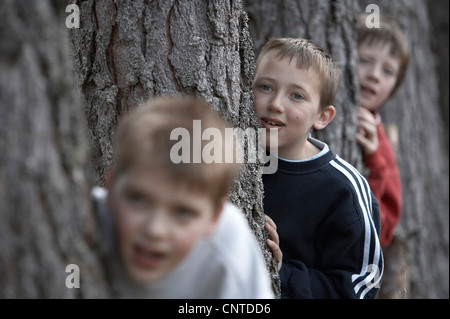 drei Jungs in den Wald peering hinter drei Bäume Stämme, Großbritannien, Schottland, Cairngorm National Park Stockfoto