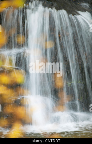 Wasserfall läuft eine moosige Felswand mit herbstlichen Birke Blätter im Vordergrund, Glenfeshie, Cairngorms National Park, Schottland, Vereinigtes Königreich Stockfoto