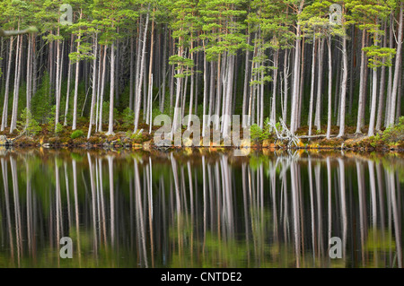 Föhre, Scots Kiefer (Pinus Sylvestris), Wald stehen am Ufer des Loch Mallachie, perfekt spiegelt sich im Wasser, Großbritannien, Schottland, Cairngorm National Park Stockfoto