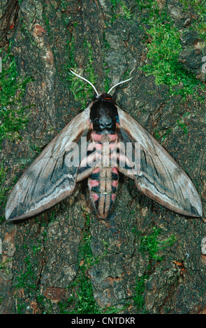 Liguster Hawkmoth (Sphinx Ligustri), sitzen auf Rinde, Deutschland Stockfoto