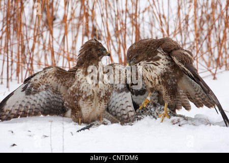 Eurasischer Bussard (Buteo Buteo), zwei Personen streiten für eine Beute, Deutschland Stockfoto