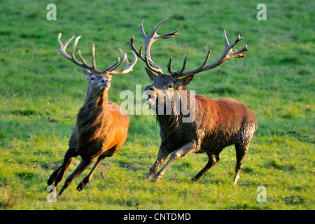 Rothirsch (Cervus Elaphus), Hirsch alte verbannen jungen ein, Deutschland, Nordrhein-Westfalen, Sauerland Stockfoto