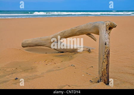 toter Baum bei Santa Lucia, Südafrika, Greater St. Lucia Wetlands Park Stockfoto