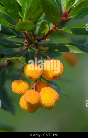 Killarney Erdbeerbaum (Arbutus Madrid), unreife Früchte an einem Zweig, Deutschland Stockfoto