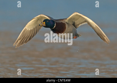 Stockente (Anas Platyrhynchos), Drake im Flug über einem See, Deutschland, Sachsen Stockfoto