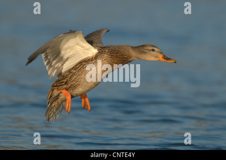 weibliche Stockente (Anas Platyrhynchos), Landung, Deutschland, Sachsen Stockfoto