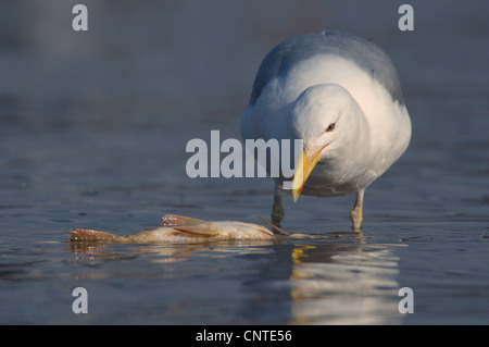 gelb-legged Möve (Larus Cachinnans), Erwachsene mit einem toten Fisch, Deutschland, Sachsen Stockfoto