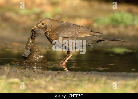 Amsel (Turdus Merula), weibliche sammeln Nistmaterial in eine Pfütze, Deutschland, Brandenburg Stockfoto