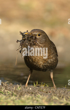 Amsel (Turdus Merula), weibliche sammeln Verschachtelung Material, Deutschland, Brandenburg Stockfoto