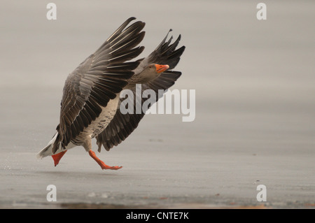 Graugans (Anser Anser), auf dem Eis ab, Deutschland, Sachsen Stockfoto