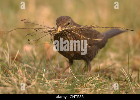 Amsel (Turdus Merula), weibliche mit Nisting Material im Schnabel auf dem Boden, Deutschland, Brandenburg Stockfoto