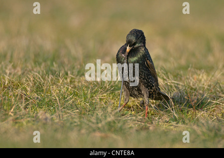 gemeinsamen Star (Sturnus Vulgaris), reißen einen Wurm aus dem Boden, Deutschland, Brandenburg Stockfoto