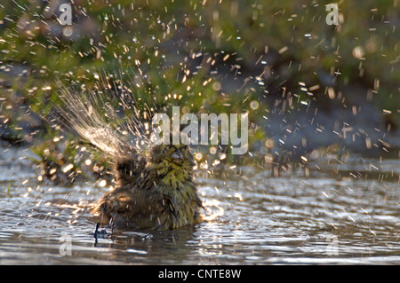 Goldammer (Emberiza Citrinella), weibliche Bathig in eine Pfütze, Deutschland, Brandenburg Stockfoto