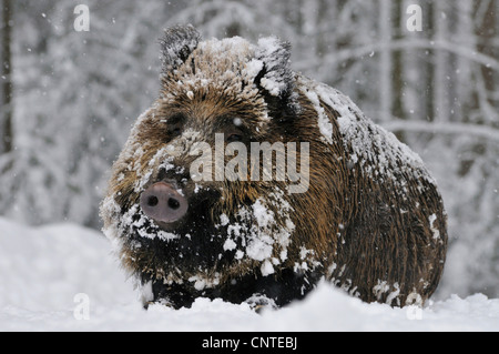 Wildschwein, Schwein, Wildschwein (Sus Scrofa), Weiblich, liegend in fallenden Schnee im verschneiten Wald, Deutschland Stockfoto