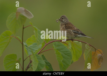 Hänfling (Zuchtjahr Cannabina, Acanthis Cannabina), Weiblich, sitzt auf einem Zweig mit Verschachtelung Material in seinen Schnabel, Deutschland, Brandenburg Stockfoto