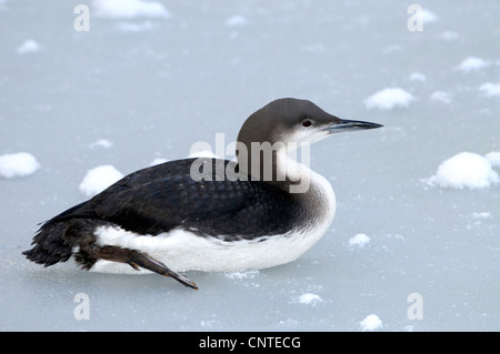 Prachttaucher (Gavia Arctica), am zugefrorenen See liegen Stockfoto