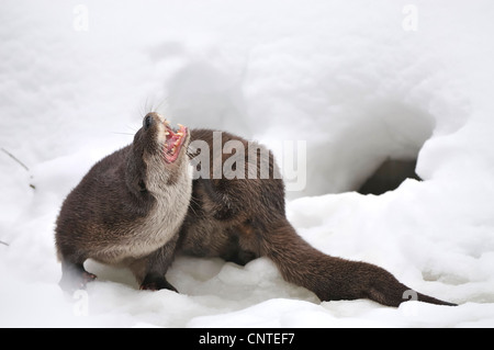 Europäischen Fischotter, europäischer Fischotter, eurasische Fischotter (Lutra Lutra), am Eingang der Höhle im Winter, Deutschland Stockfoto