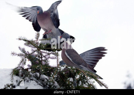 Ringeltaube (Columba Palumbus), sitzt in einer Fichte, Deutschland Stockfoto