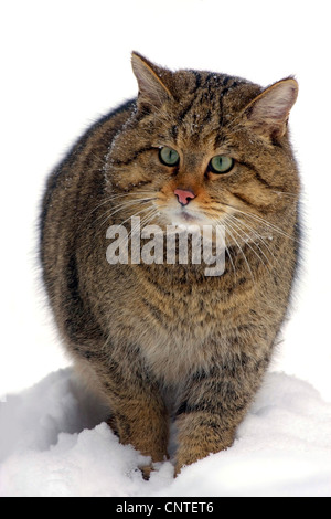 Wildkatze (Felis Silvestris), im Schnee, Deutschland Stockfoto