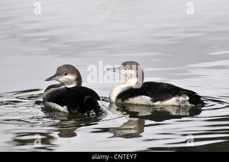 Prachttaucher (Gavia Arctica), zwei Individuen schwimmen auf dem Wasser Stockfoto